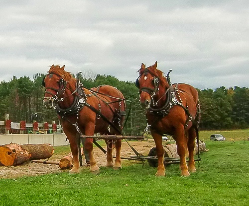 Horses at Wolfe's Neck Farm