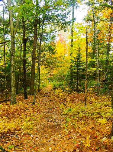 Nature trail at Wolfe's Neck Farm