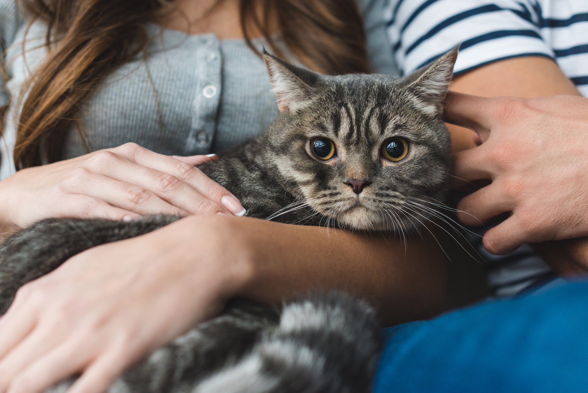 Cat with Rover.com pet sitter