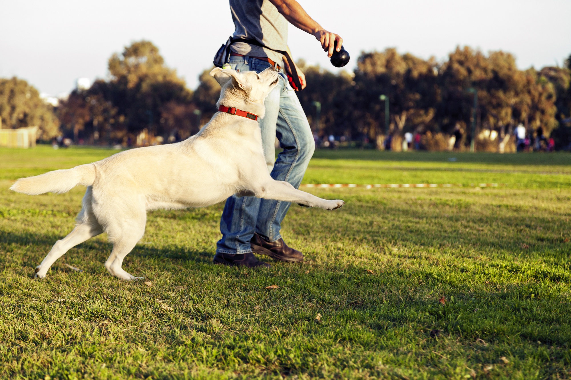 Rover.com sitter playing with dog at park