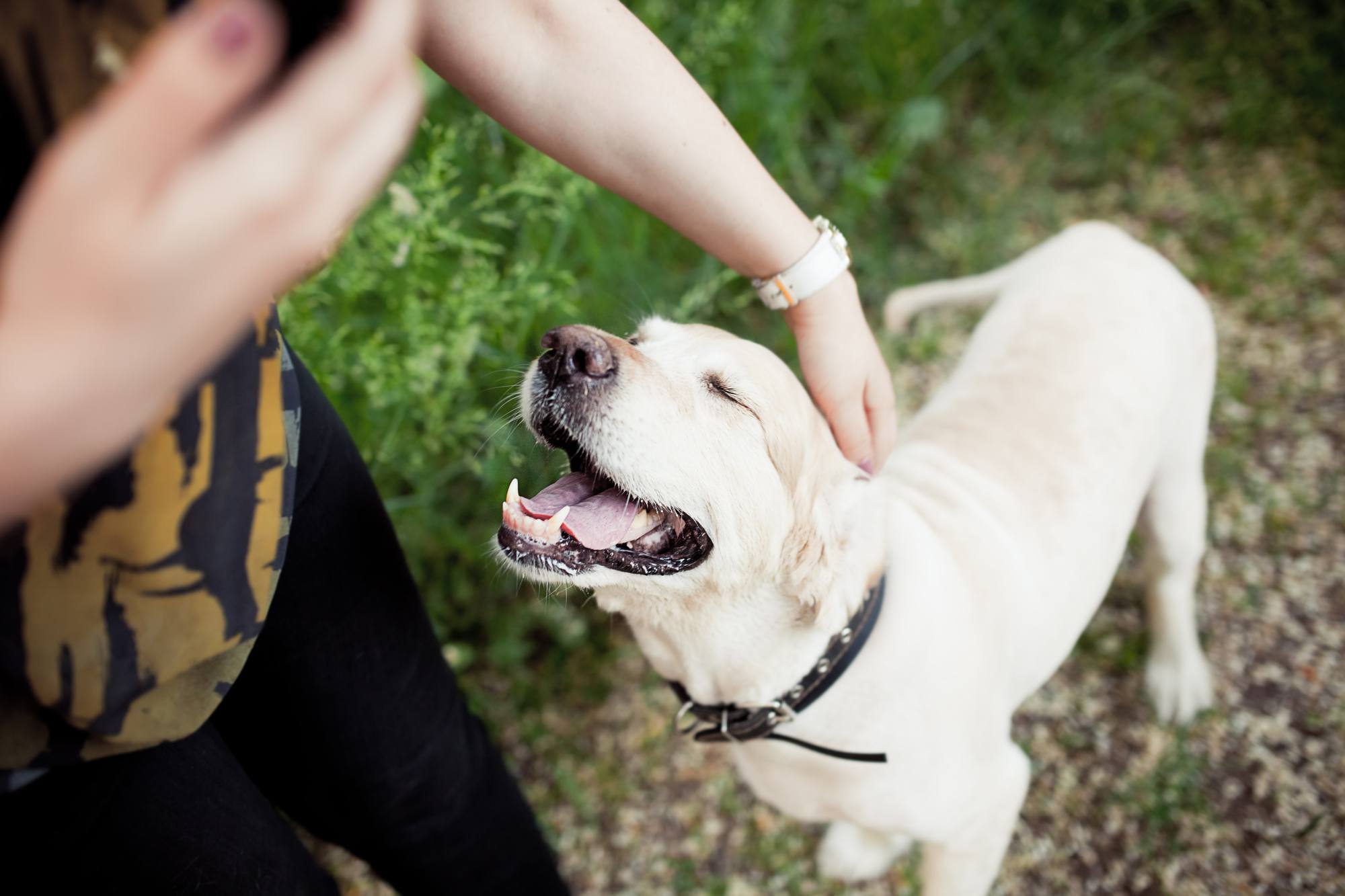 Pet sitter with dog