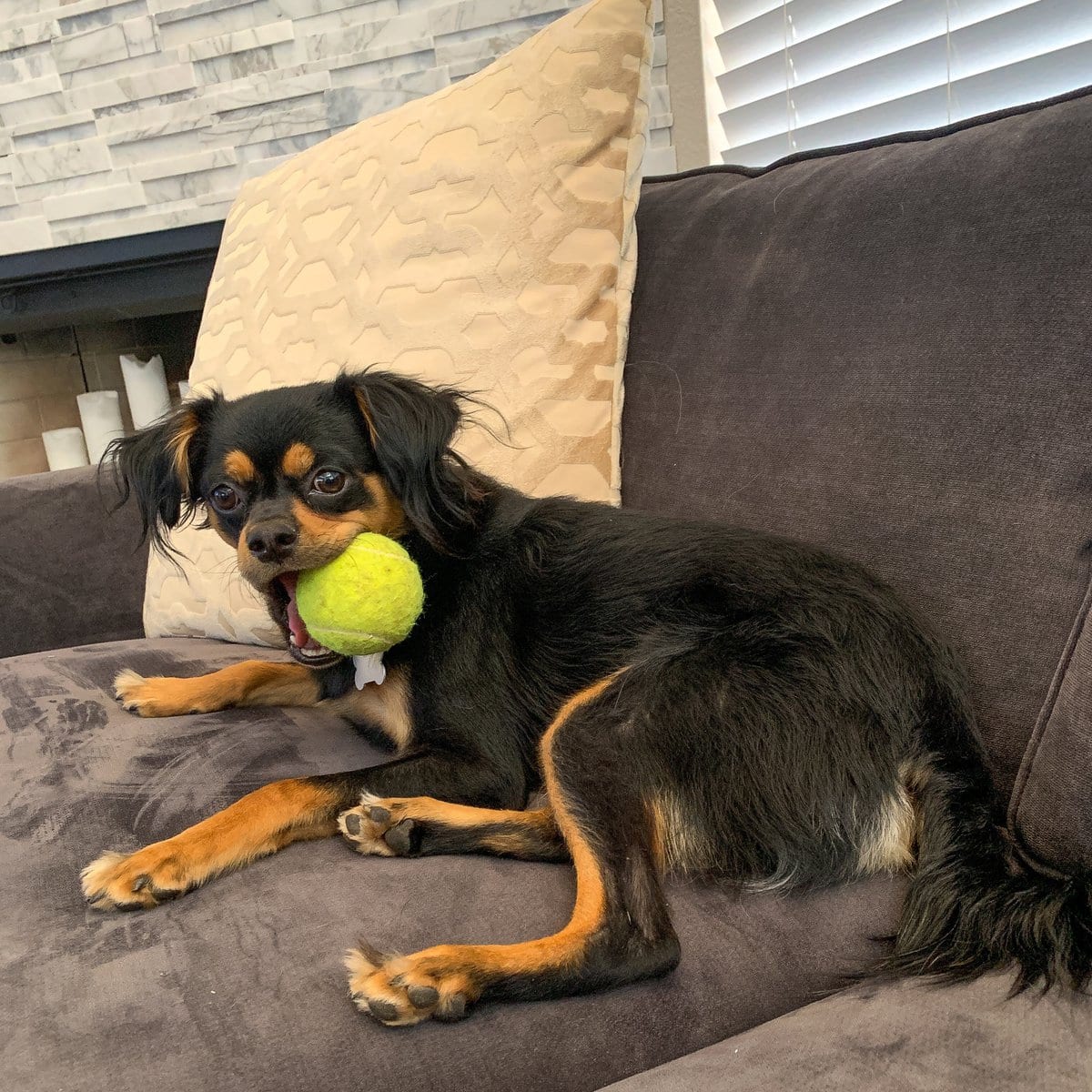 Lapdog with ball at home