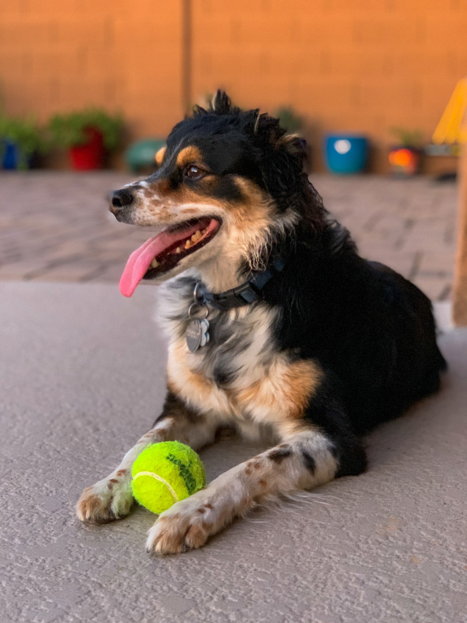 Dog in backyard with ball