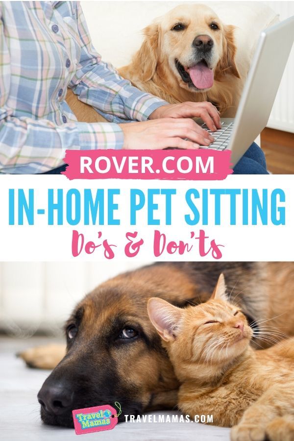 Rover.com in-home pet sitting tips