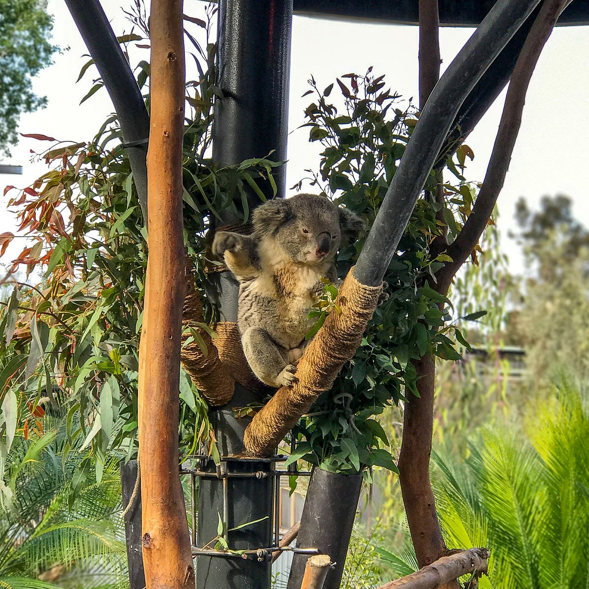 San Diego Zoo koala