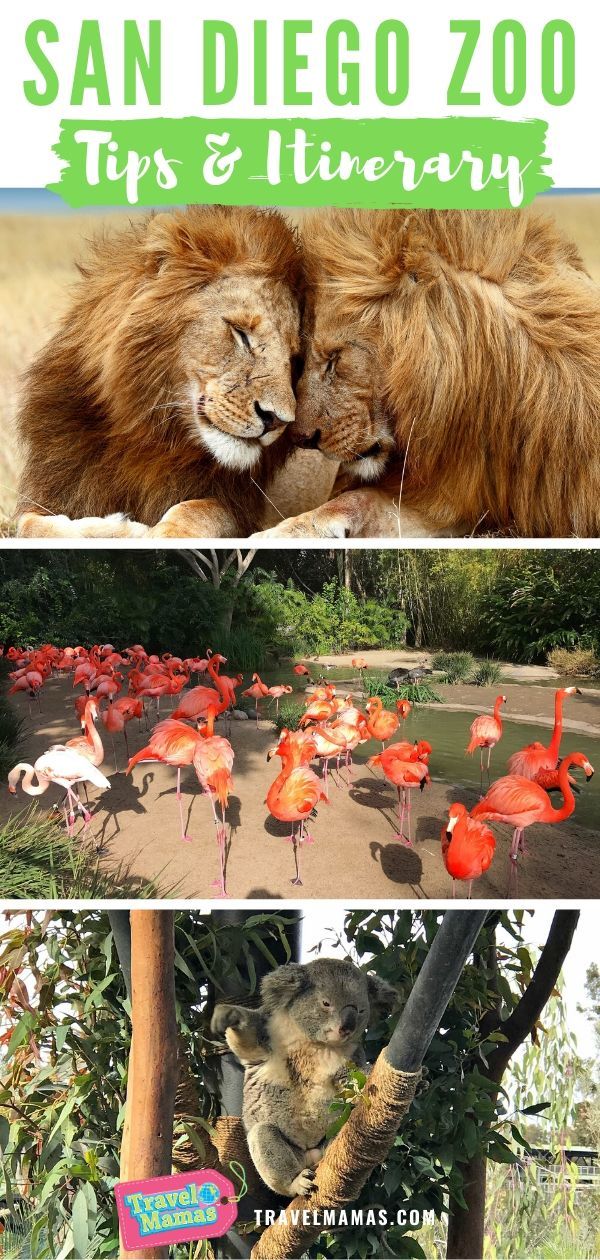 San Diego Zoo Tips and Itinerary