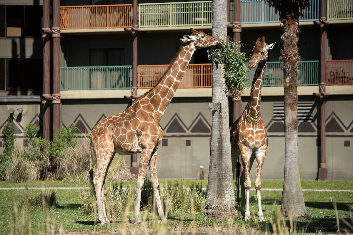 Giraffes wandering the grounds at Disney's Animal Kingdom Lodge