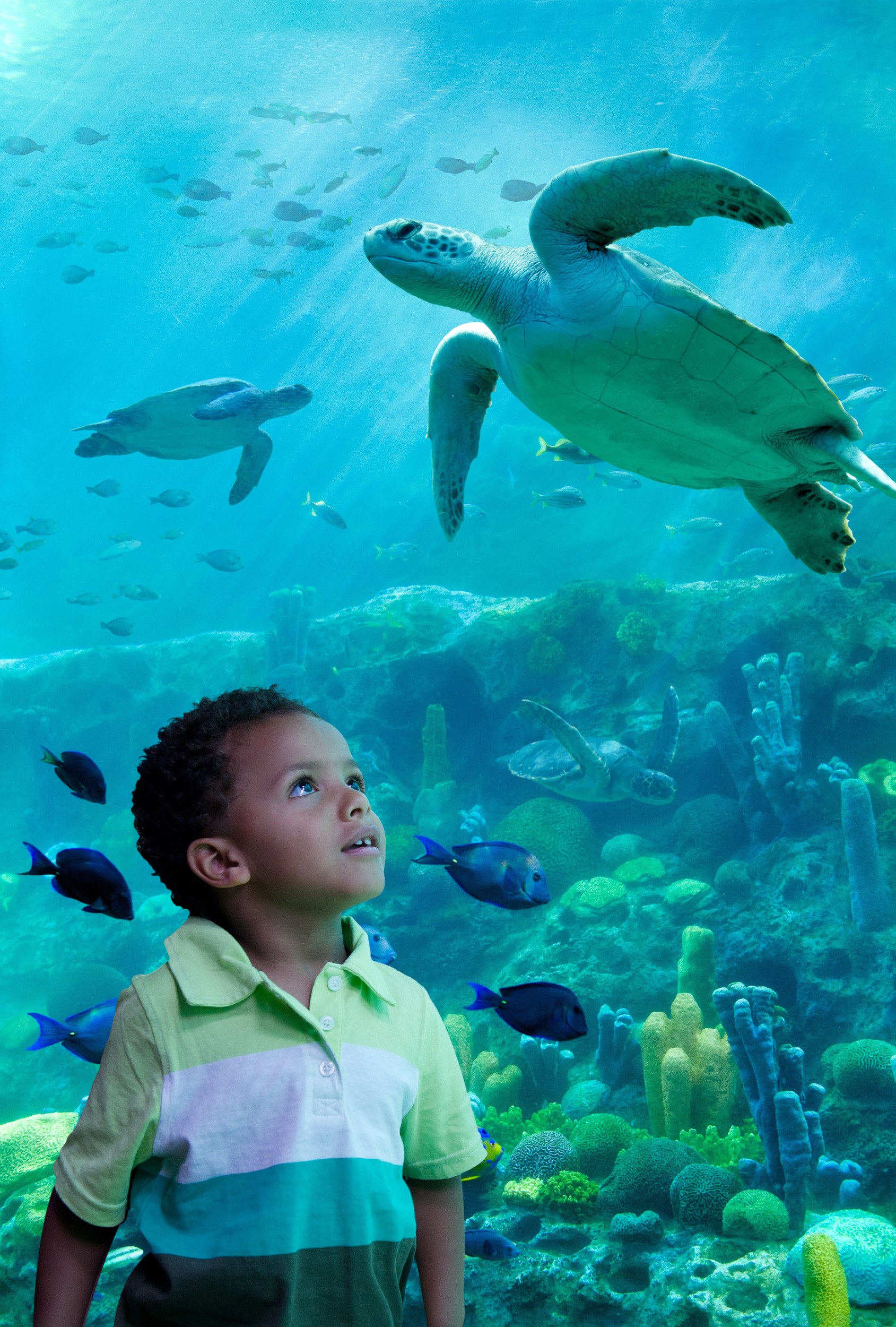 Young child at SeaWorld Orlando