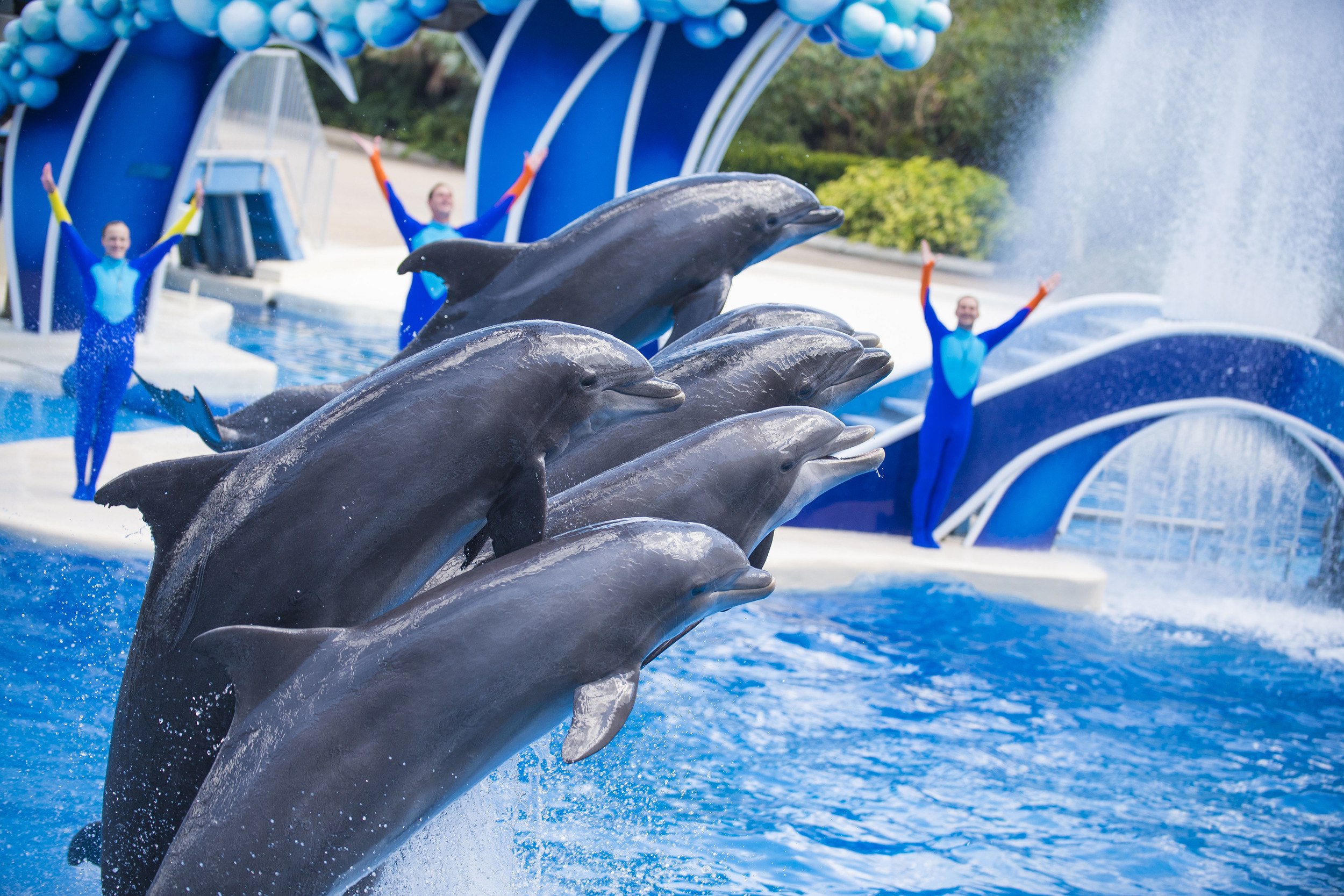 Dolphin Days animal show at SeaWorld Orlando