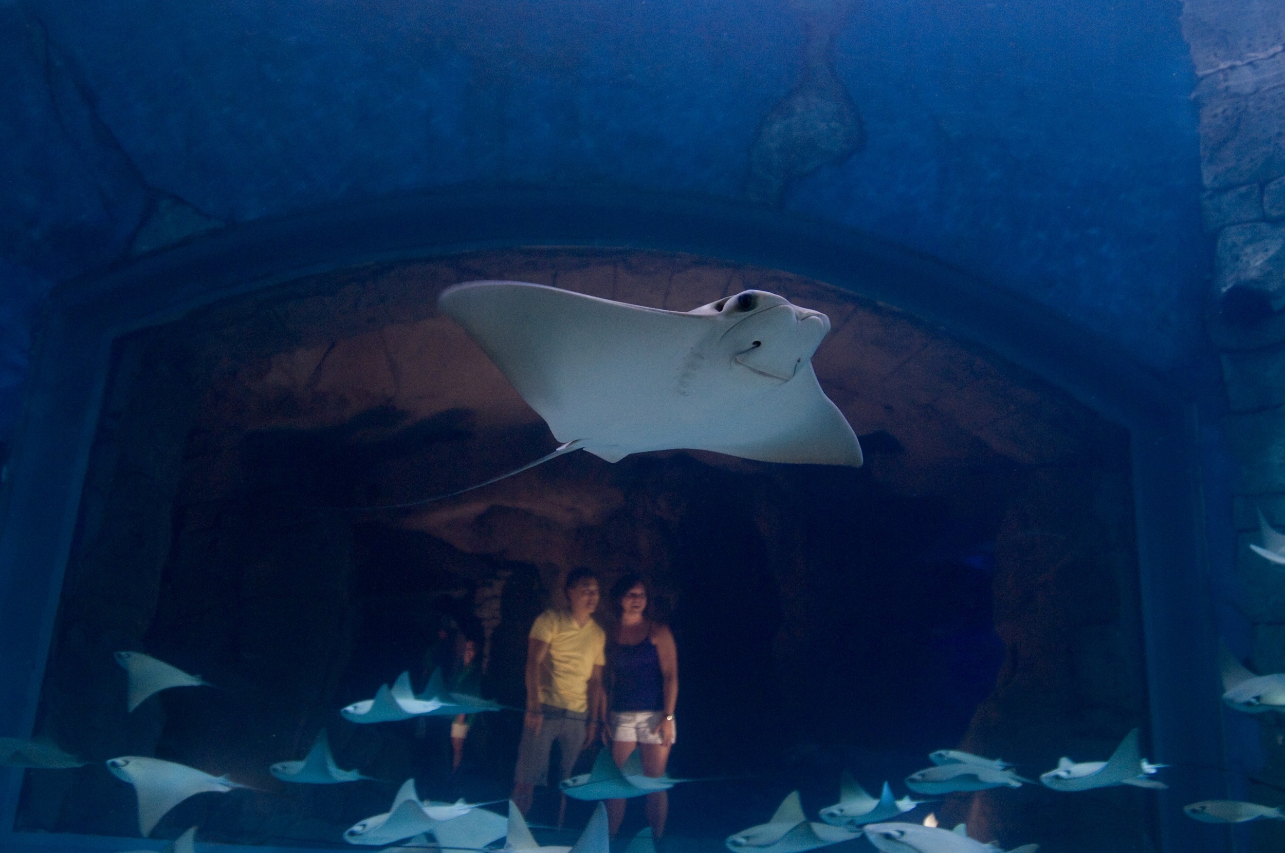 Rays at other ocean creatures at Manta 