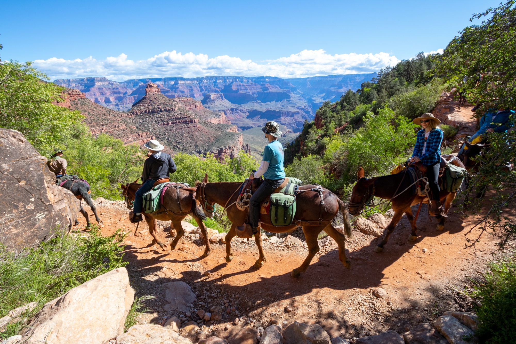 Mule train at the Grand Canyon 