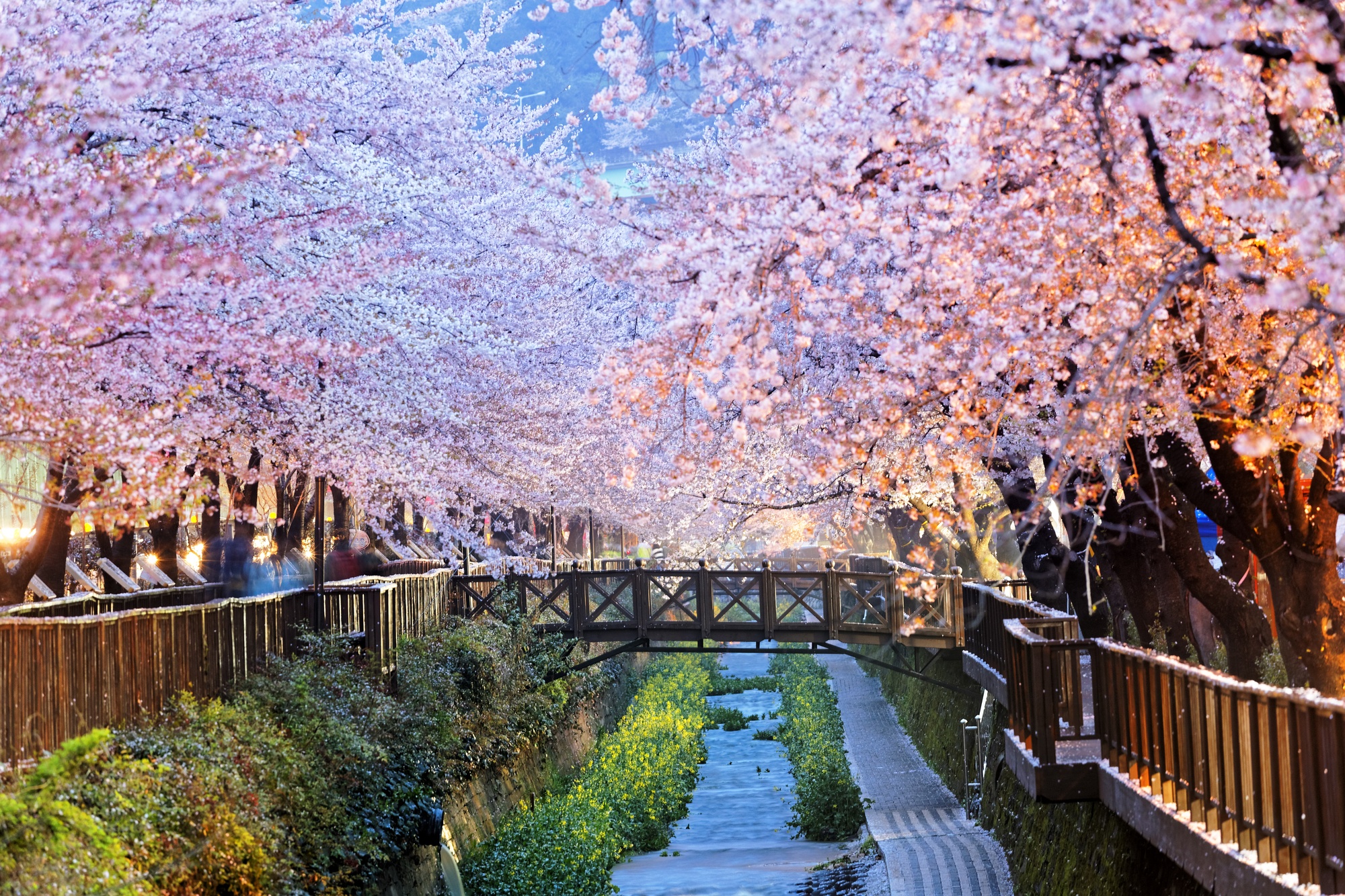 Cherry blossoms in Busan, South Korea 