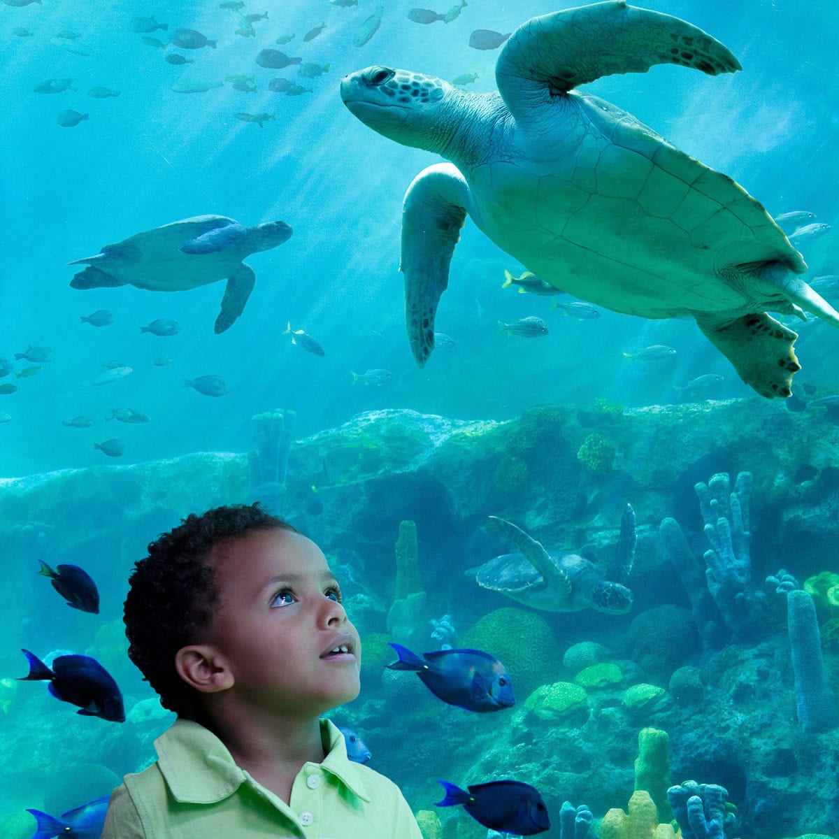 SeaWorld Orlando with Toddlers and Preschoolers