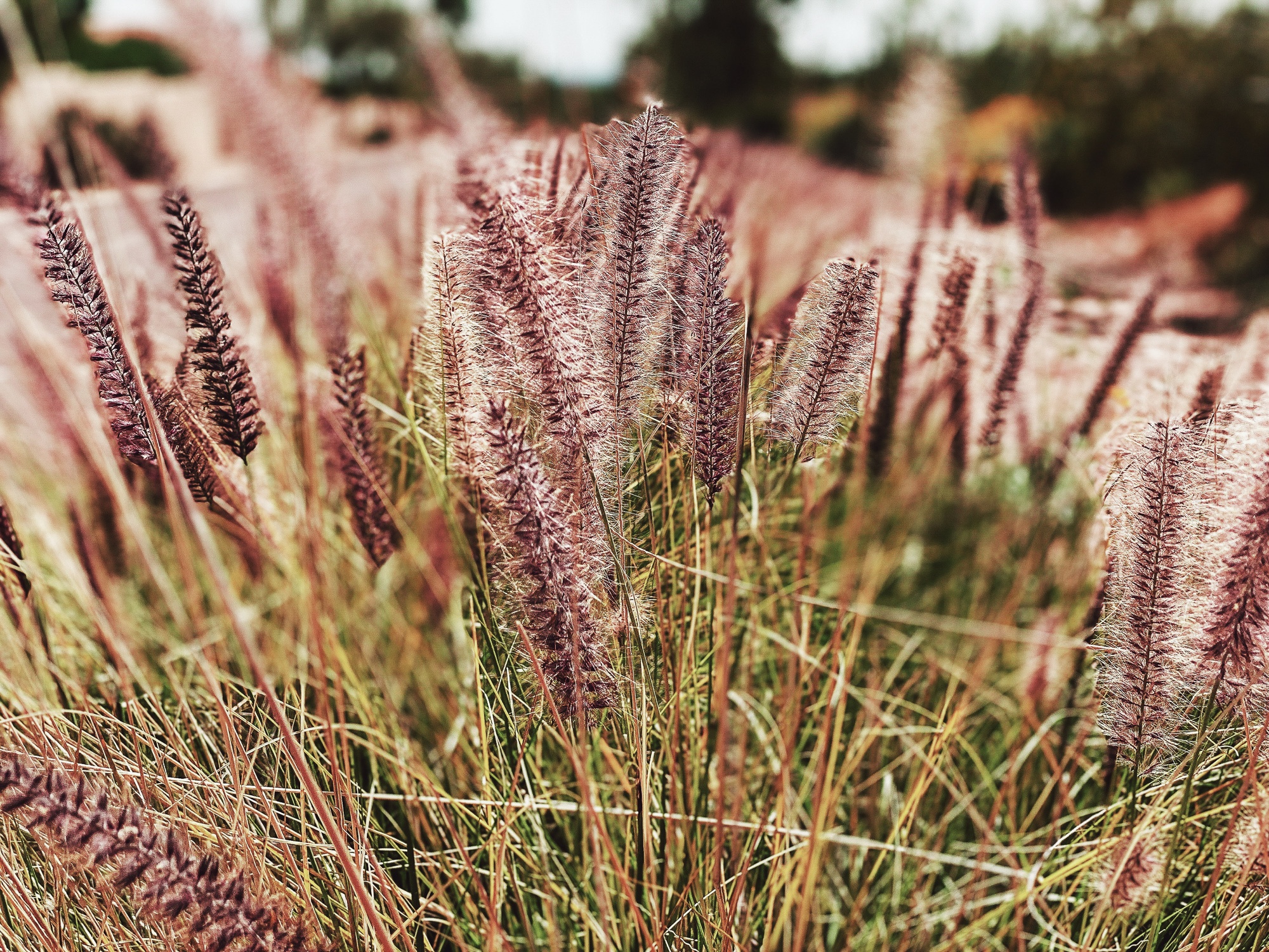 Feathery brown plant