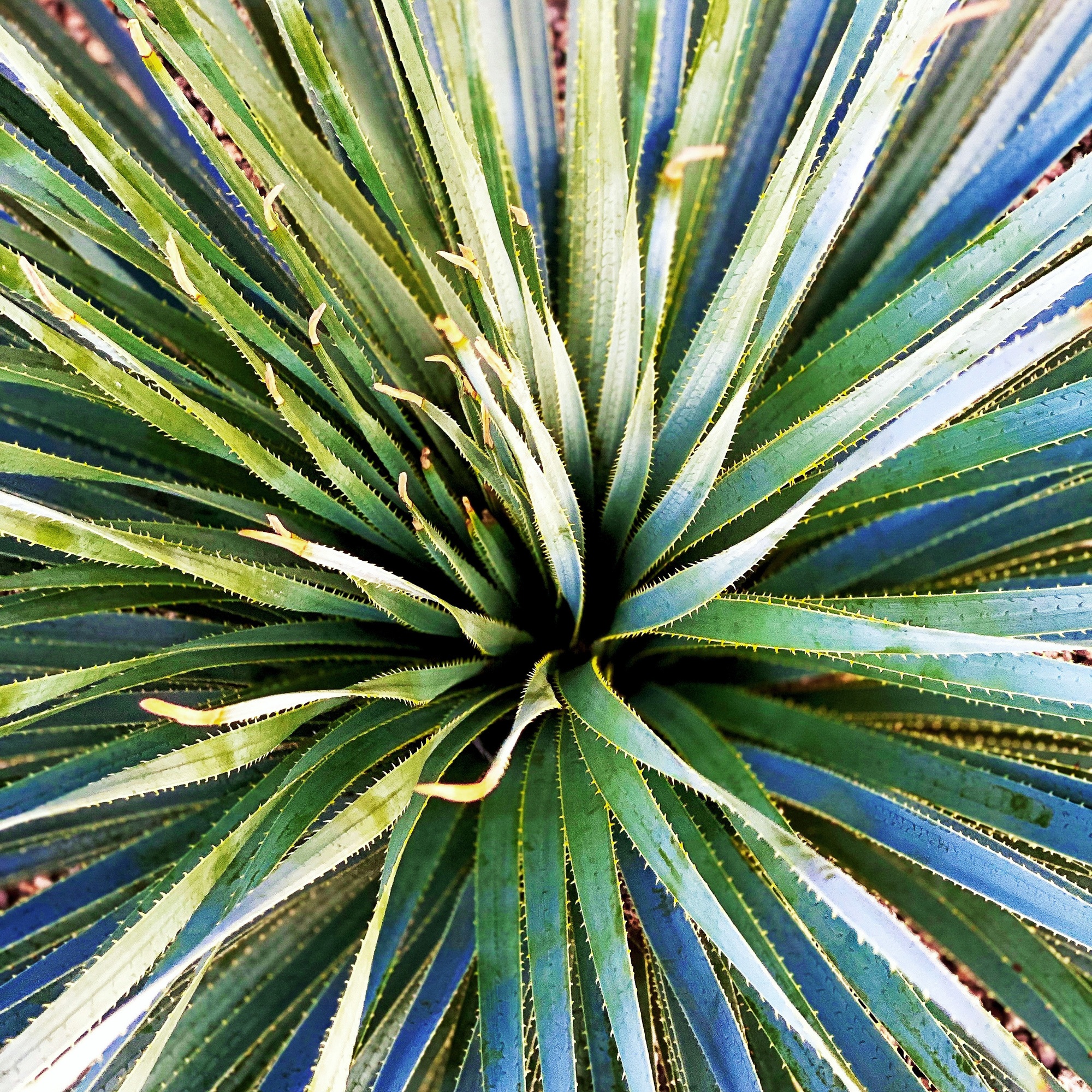 Green desert plant