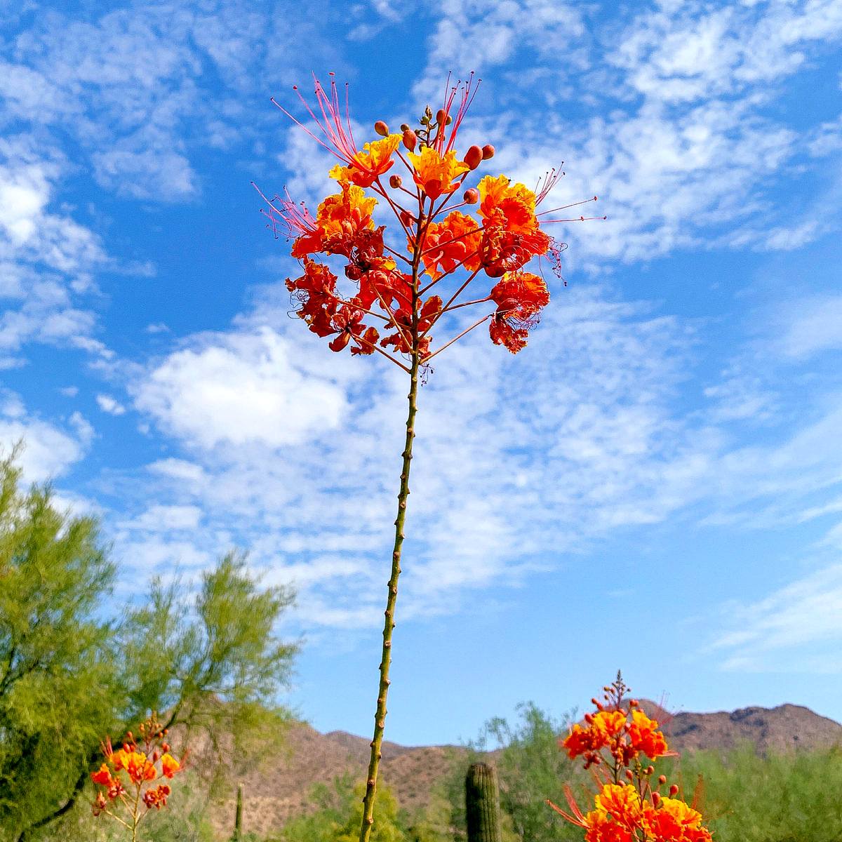 Orange bird of paradise flowers