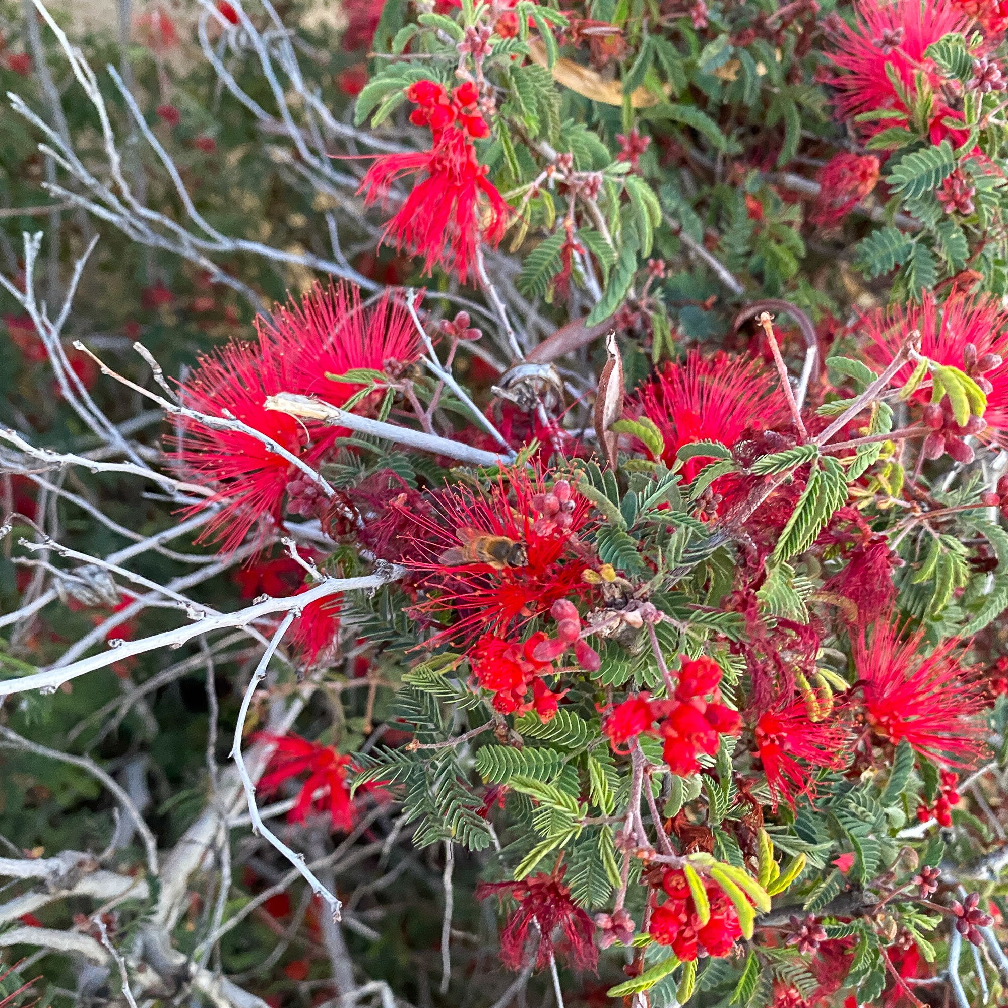 Red flowers