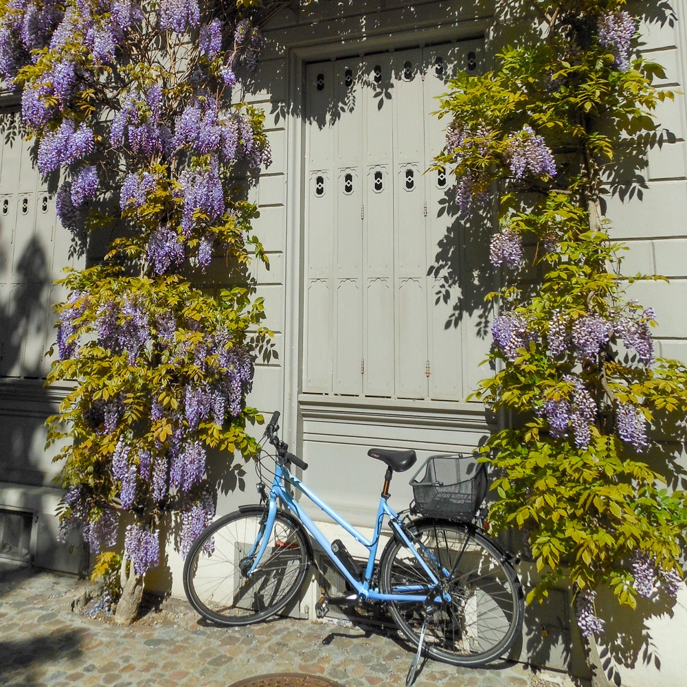 Bicycle and flowers in Basel, Swizerland