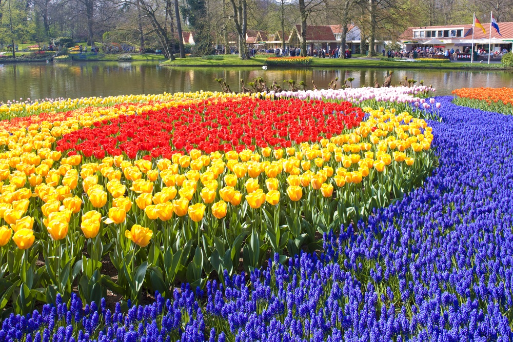 Keukenhof Gardens in Holland 