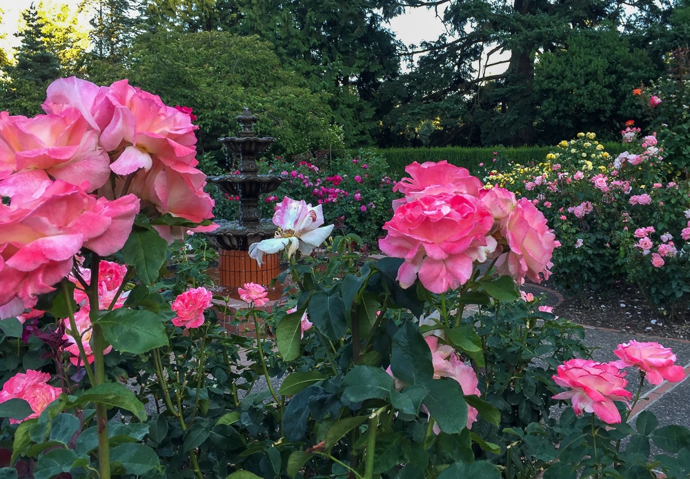 International Rose Test Garden