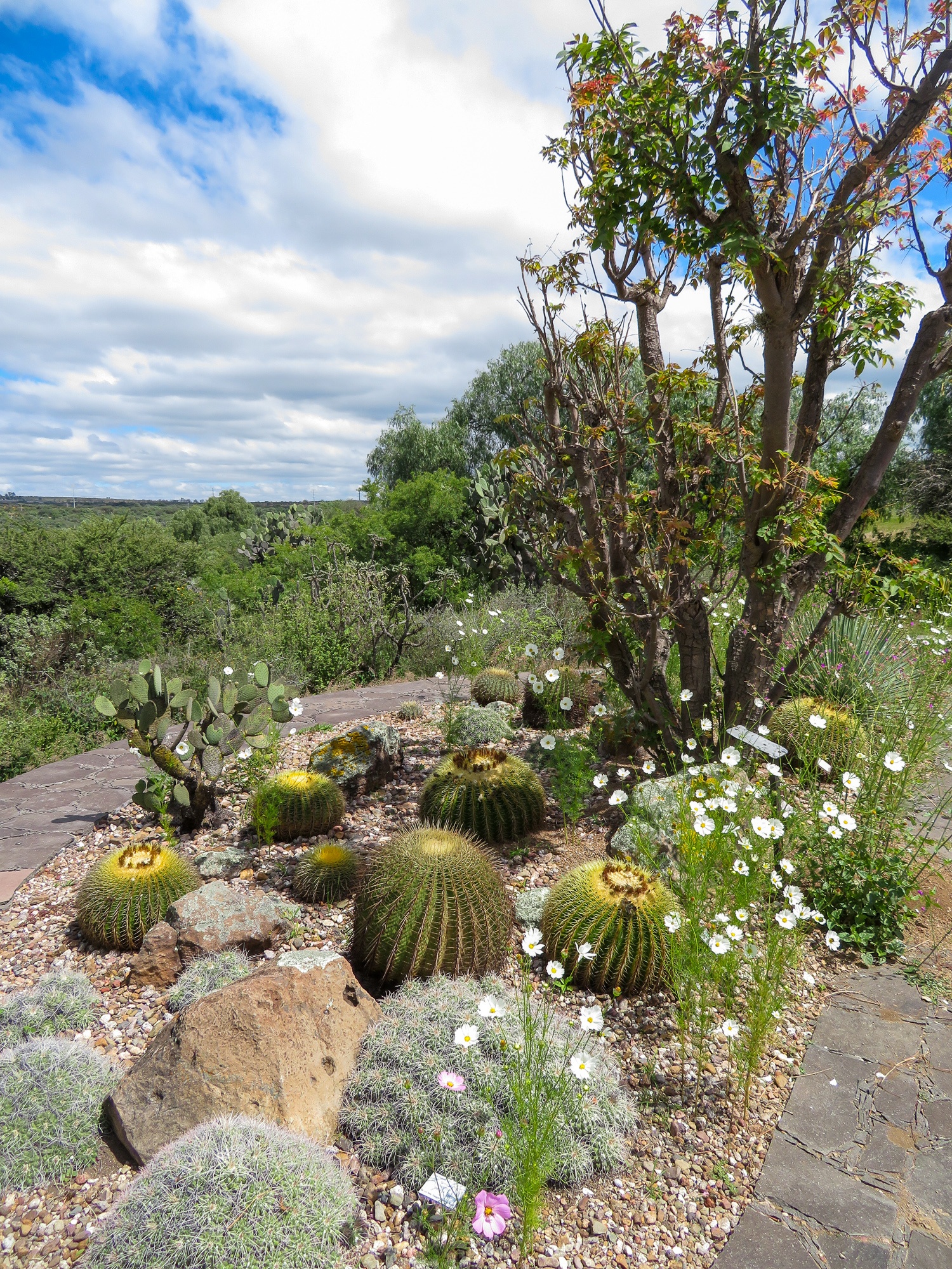 Cactus and other plants at Charco del Ingenio