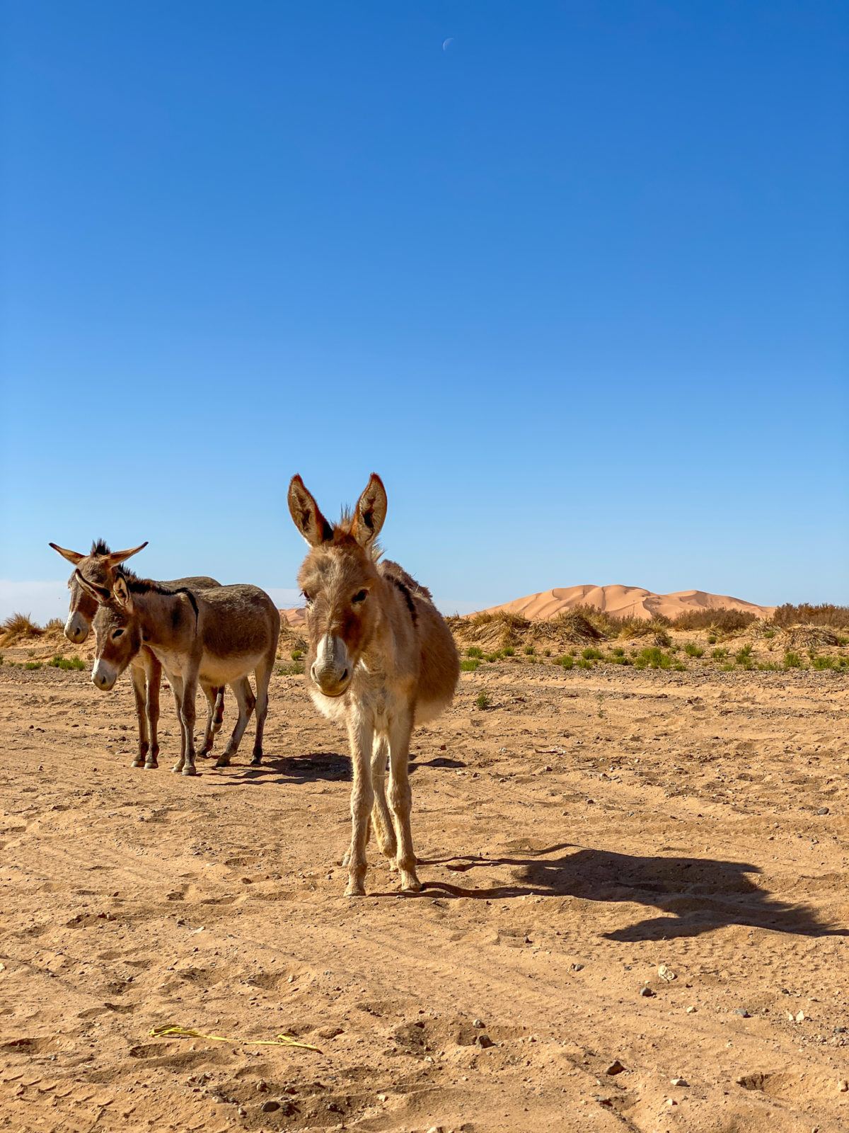 Donkeys in the Sahara Desert in Morocco