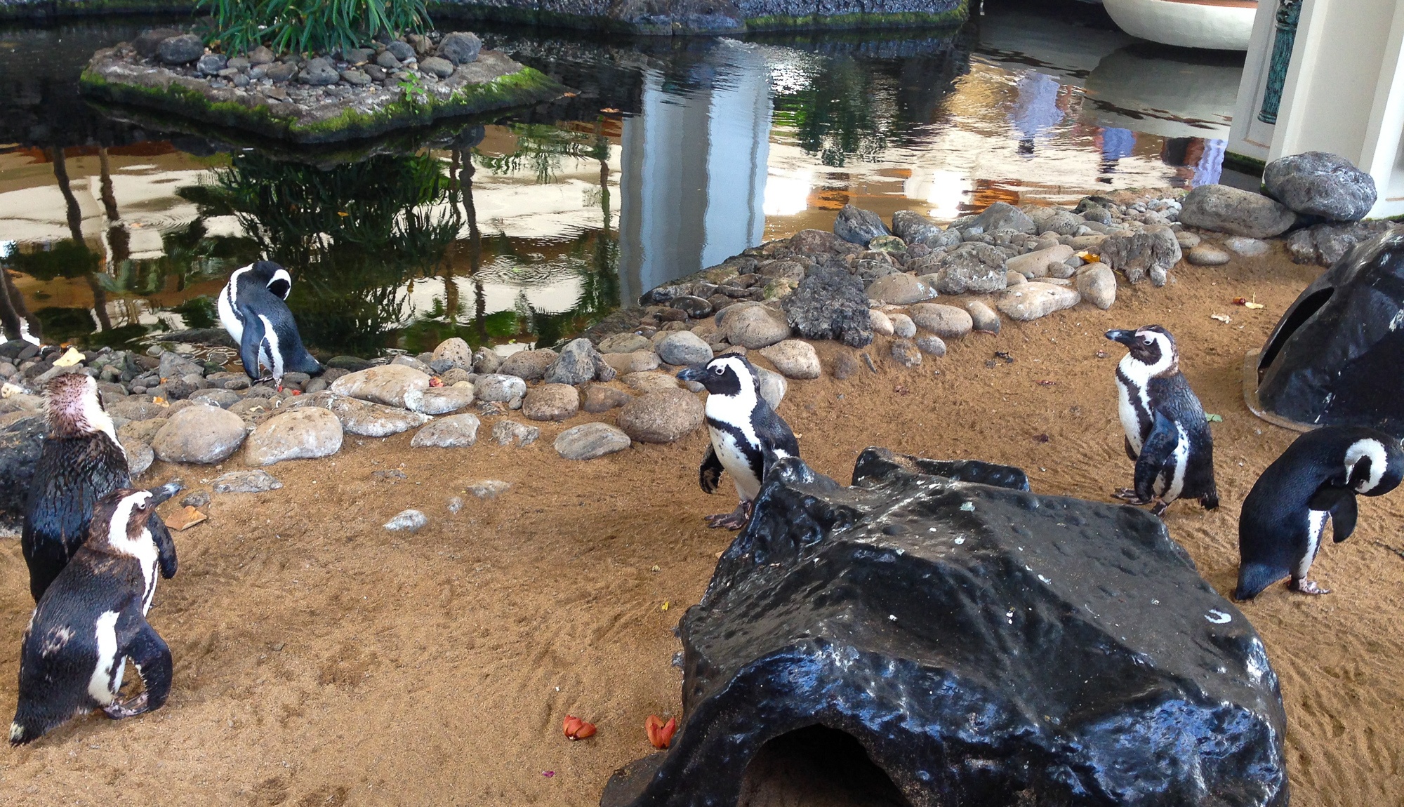 Warm weather penguins at Hyatt Regency Maui 