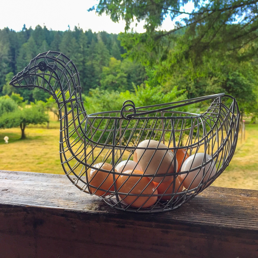 Freshly collected eggs for breakfast on an Oregon farm stay