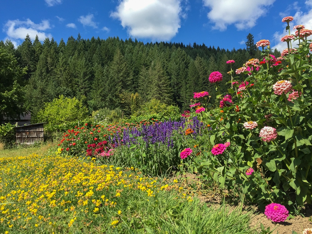 View from the flower garden at Leaping Lamb Farm in Alsea, Oregon