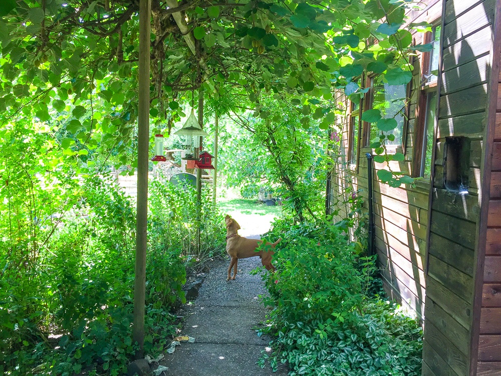 Farm dog in Alsea, Oregon