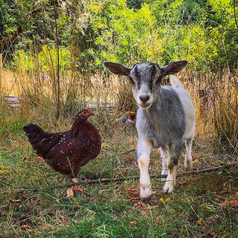 A hen and a baby feinting goat on a farm stay vacation