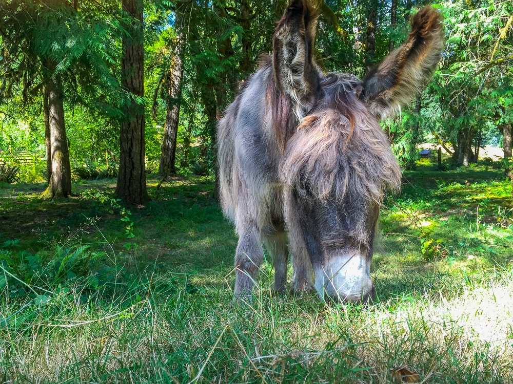 Paco the Donkey on Leaping Lamb Farm