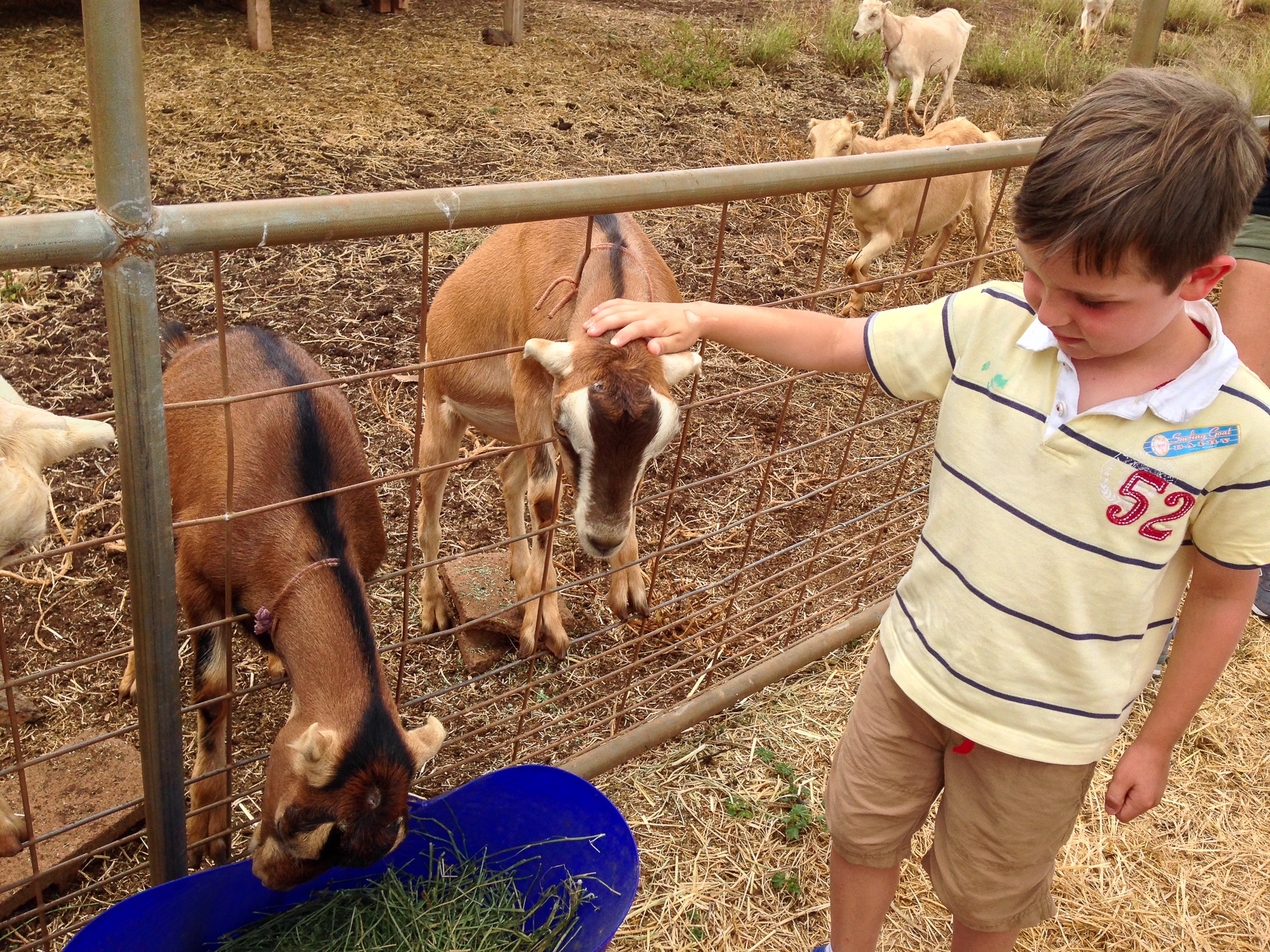 Child petting goats at the Surfing Goat Dairy Farm on Maui 