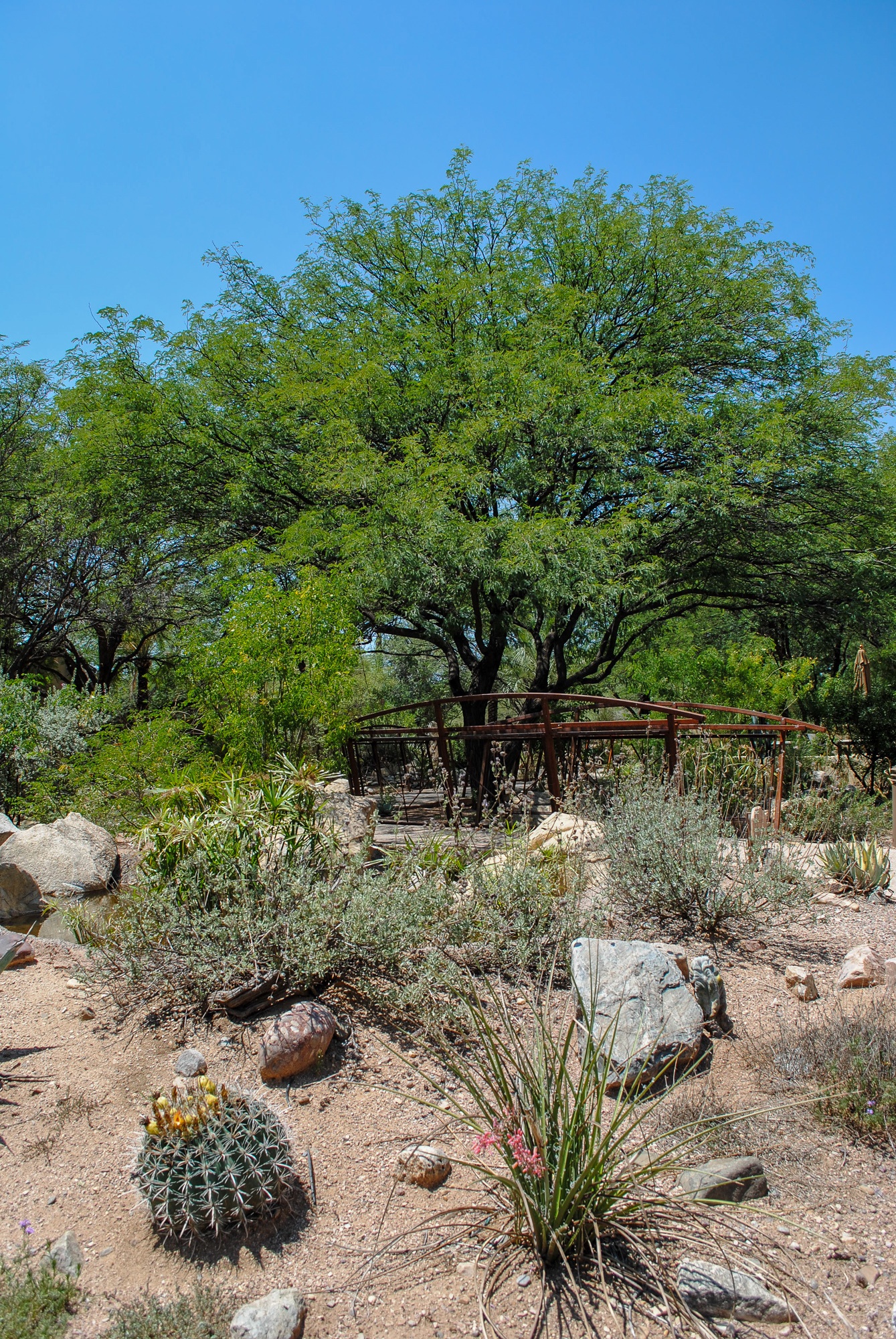 Arizona desert landscape at Miraval in Tucson