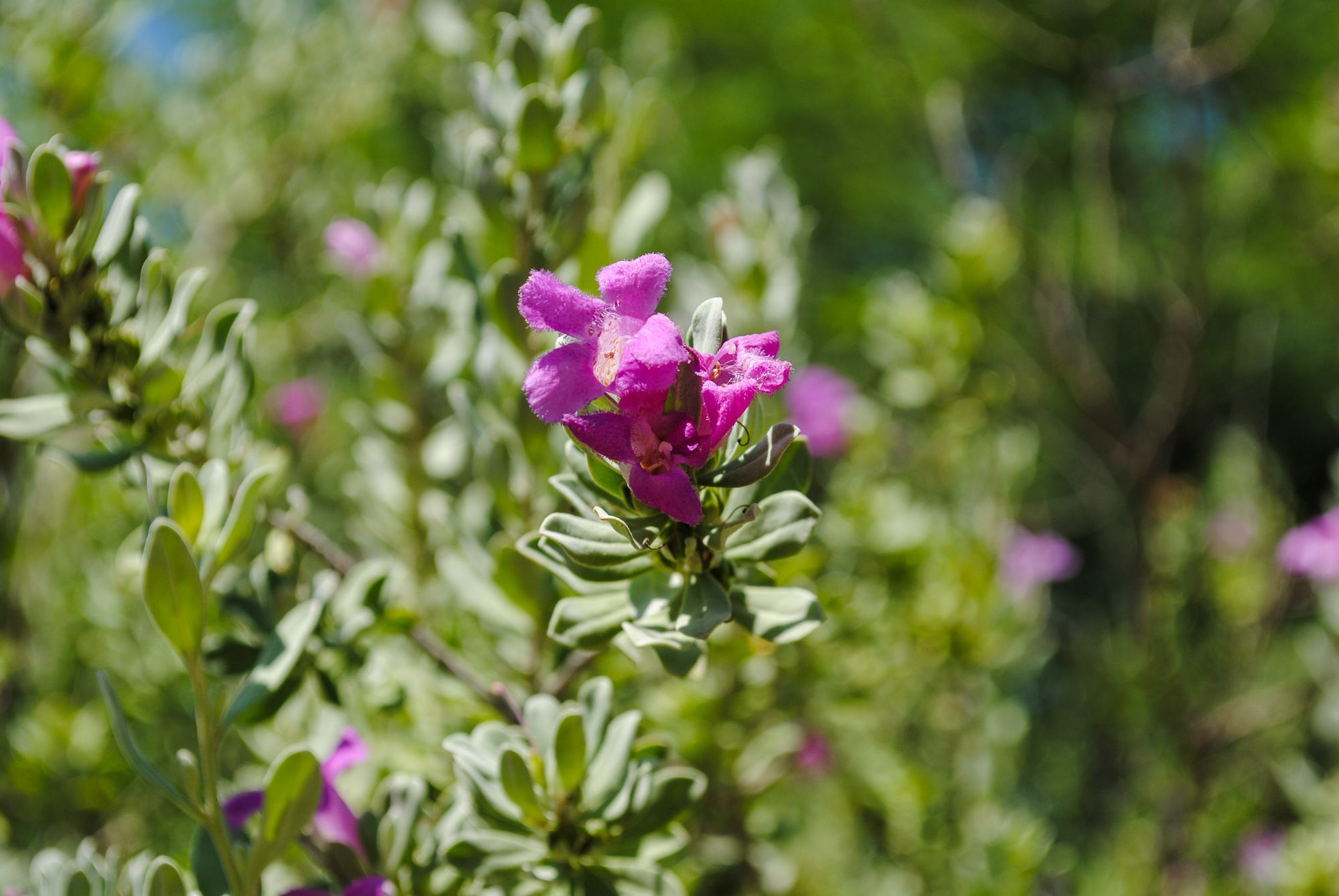 Desert flower at Miraval