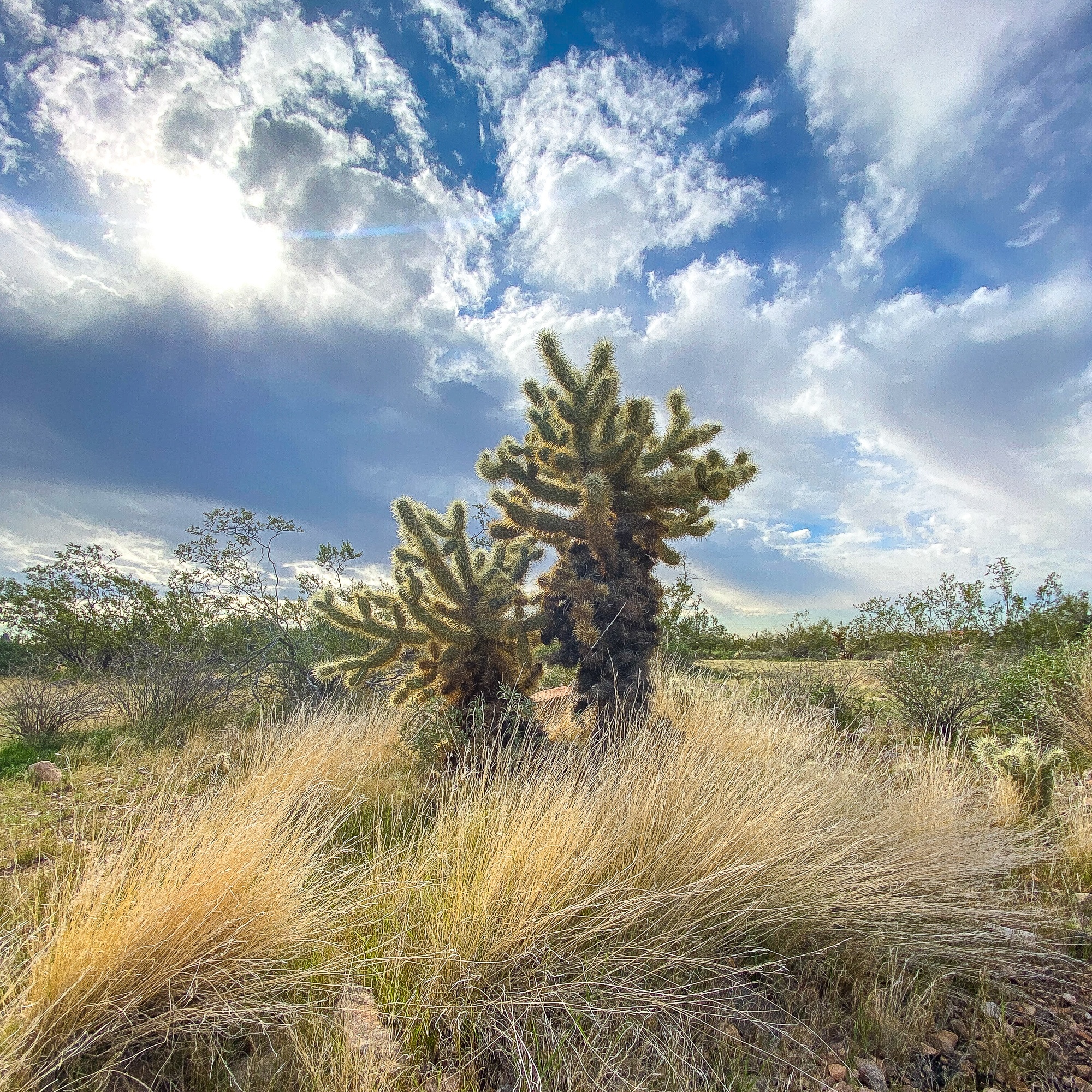 Cholla cactus in the McDowell Mountain Preserve in Scottsdale, Arizona