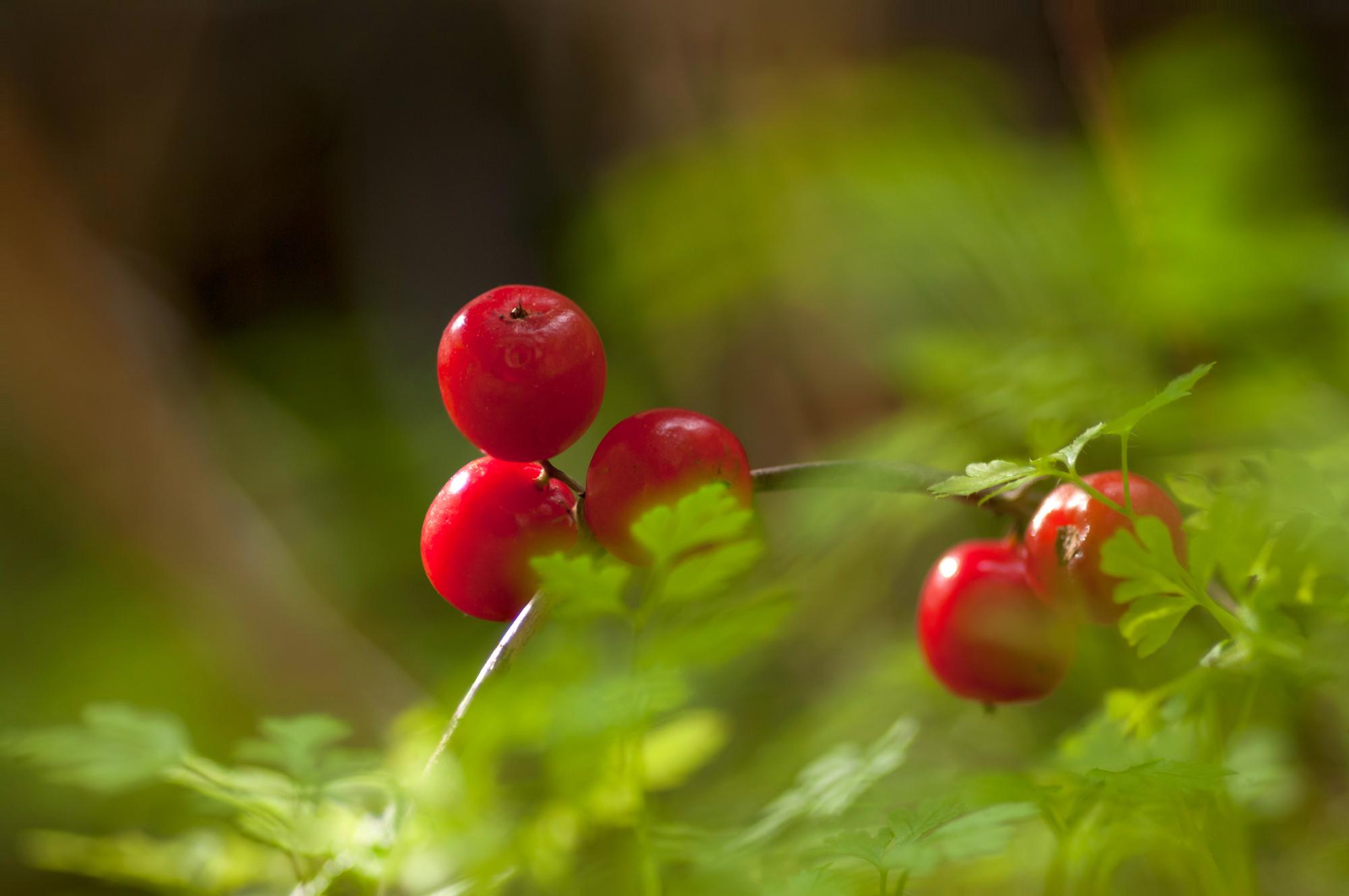 Beware of poisonous but tasty-looking berries when camping with kids 