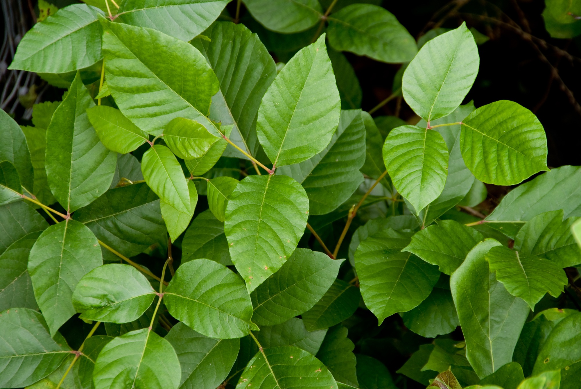 Looking out for poison ivy and other dangerous plants is one of these important camping safety tips