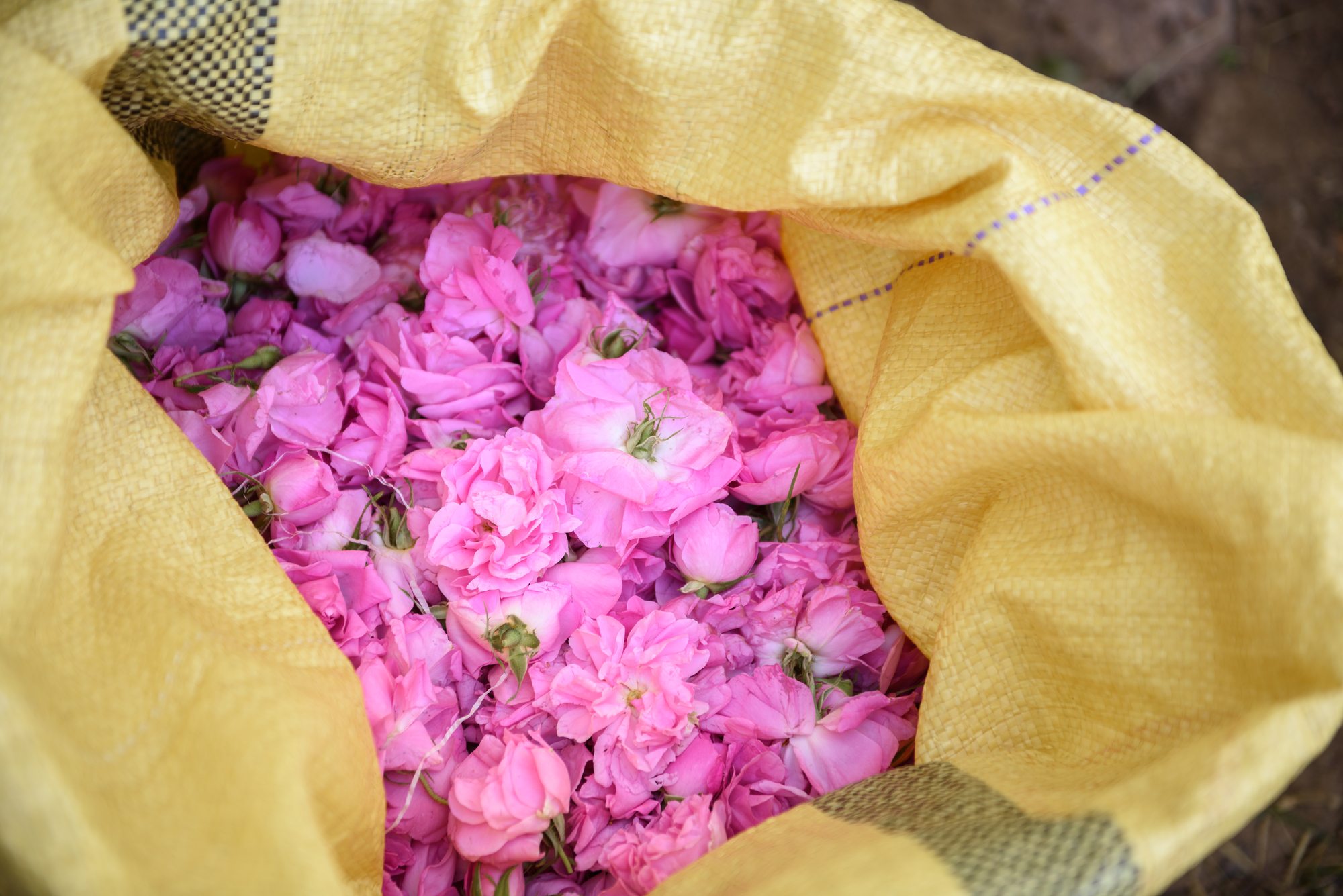 Harvesting the Damask roses in Kalaat M'Gouna, Morocco