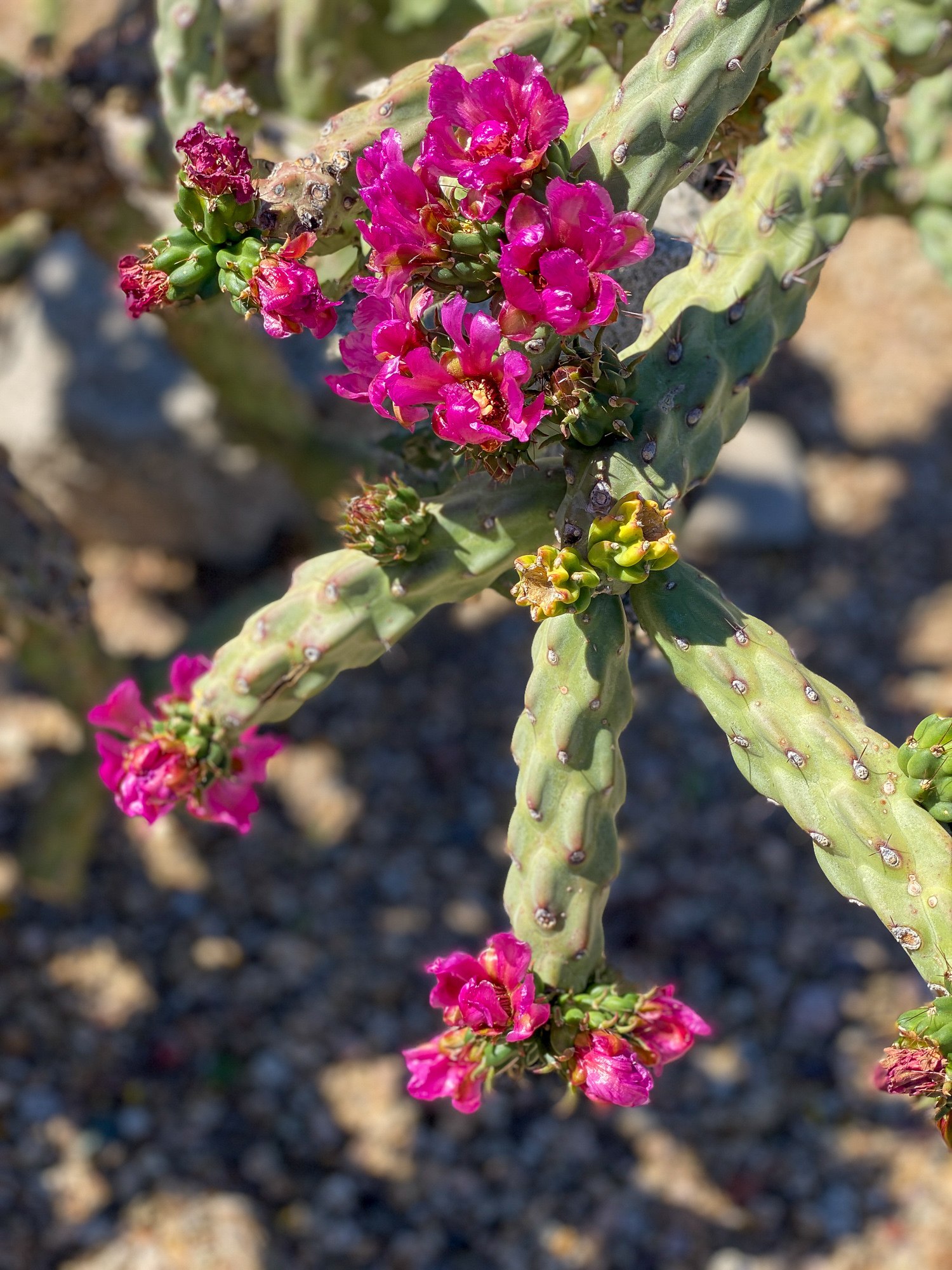 Flowering spiny cholla cactus in Arizona