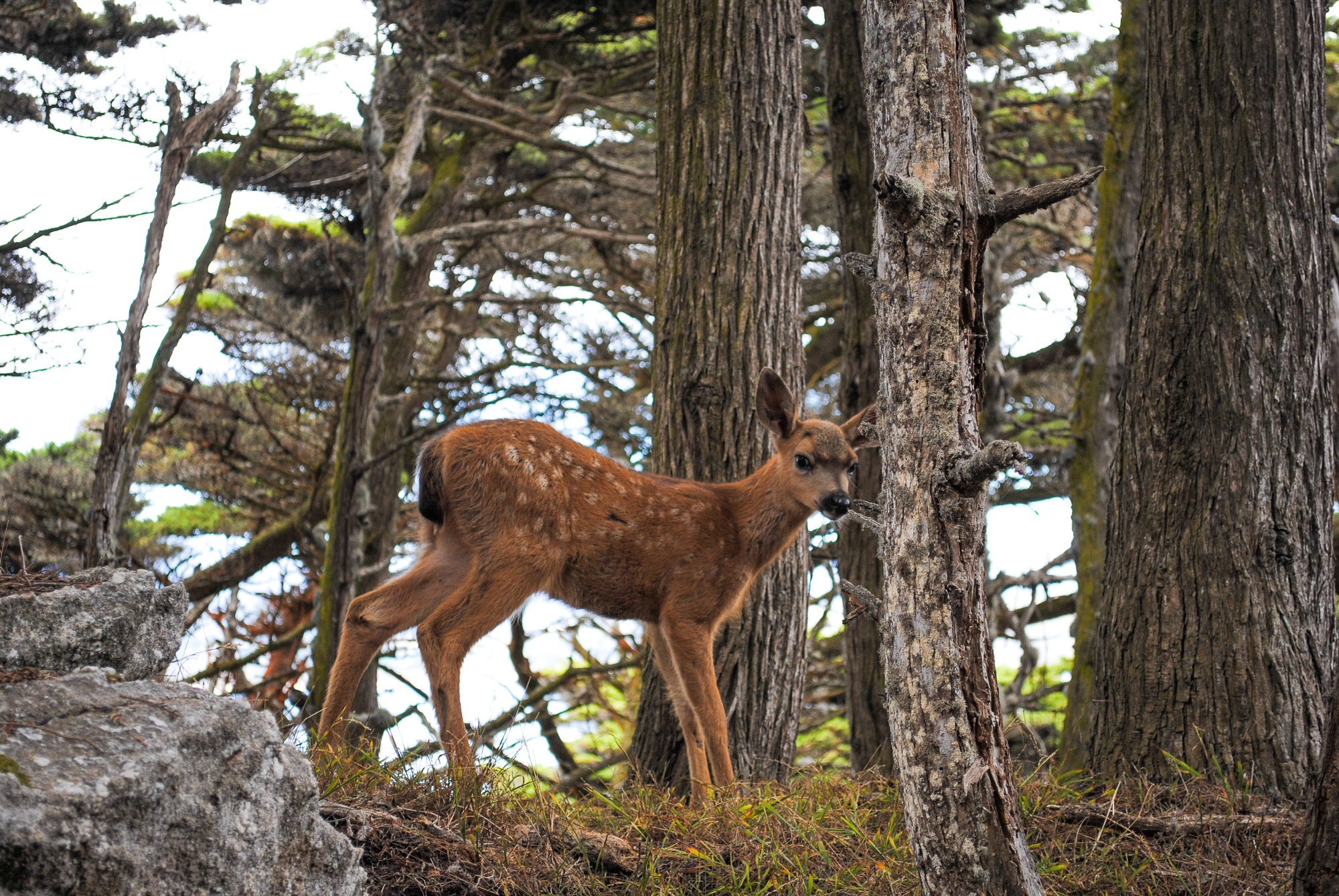 Fawn at Point Lobos State Reserve