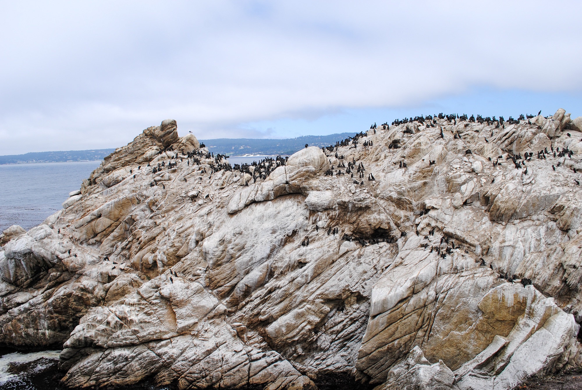 Hundreds of birds on a boulder at Point Lobos State ReserveHundreds of birds on a boulder at Point Lobos State Reserve in California