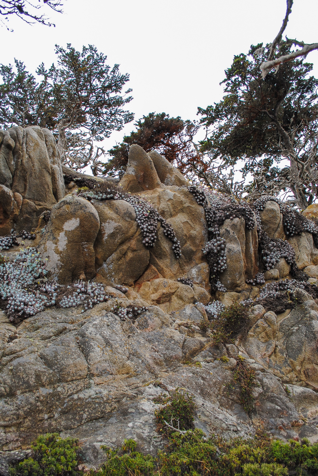 Point Lobos Reserve flowers near Carmel, California