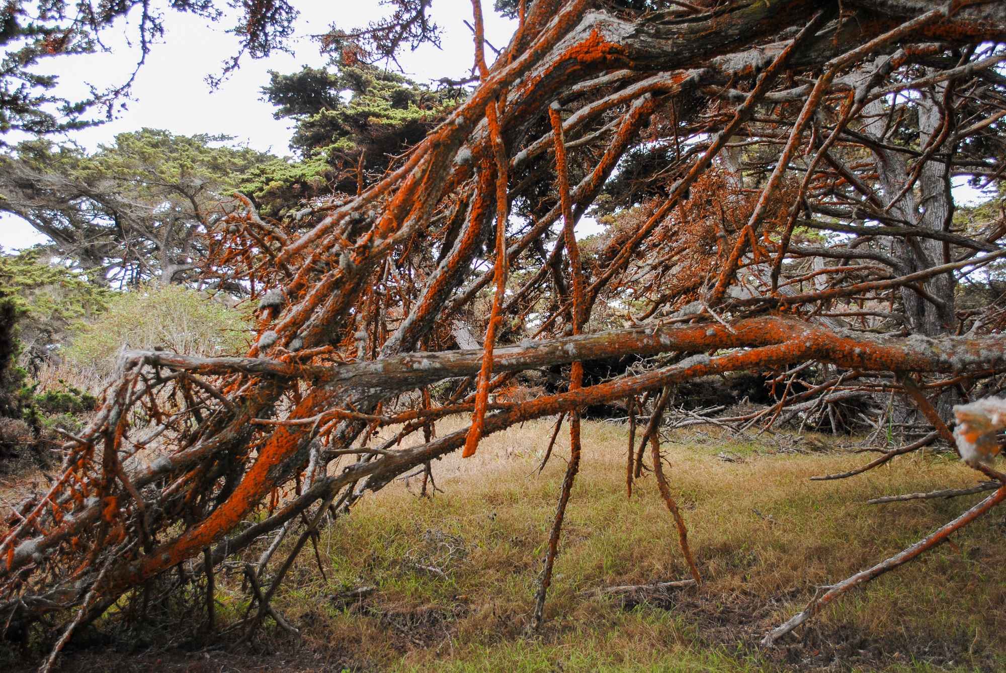 Orange moss growing on Point Lobos Reserve trees