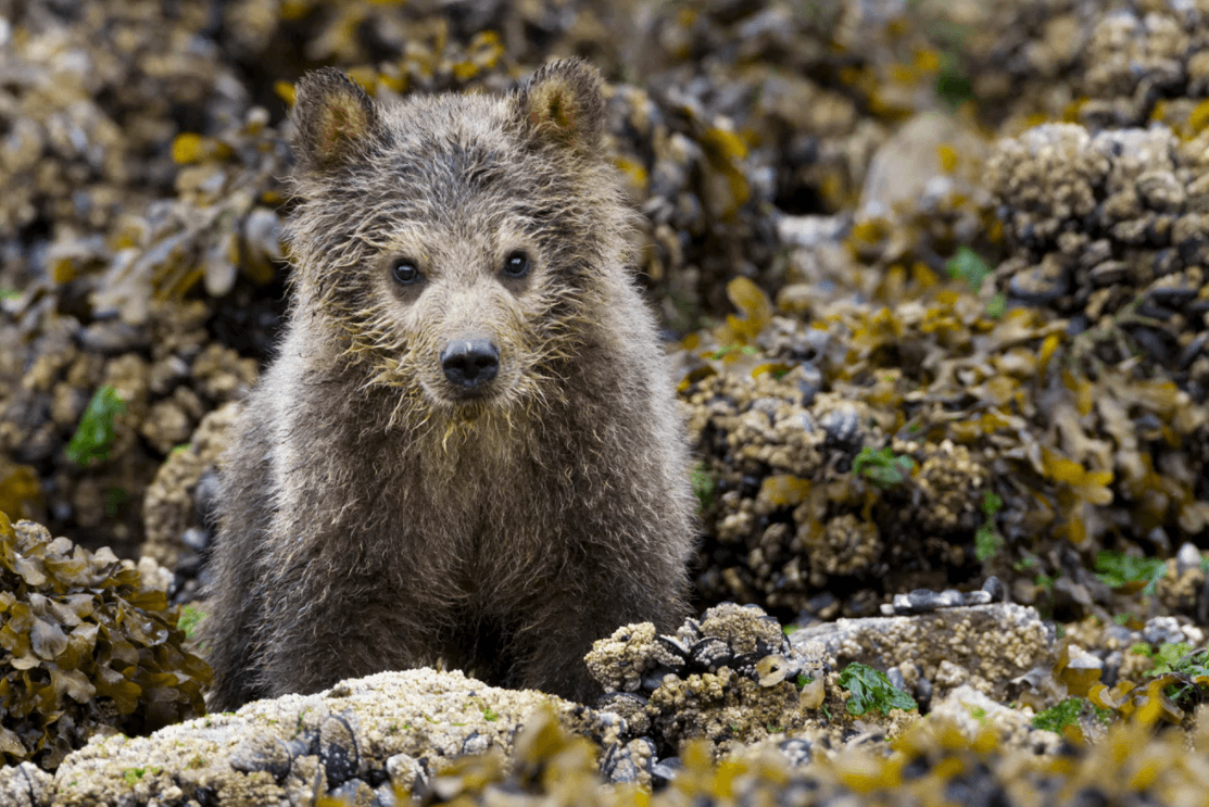 Disneynature's Bears movie cub