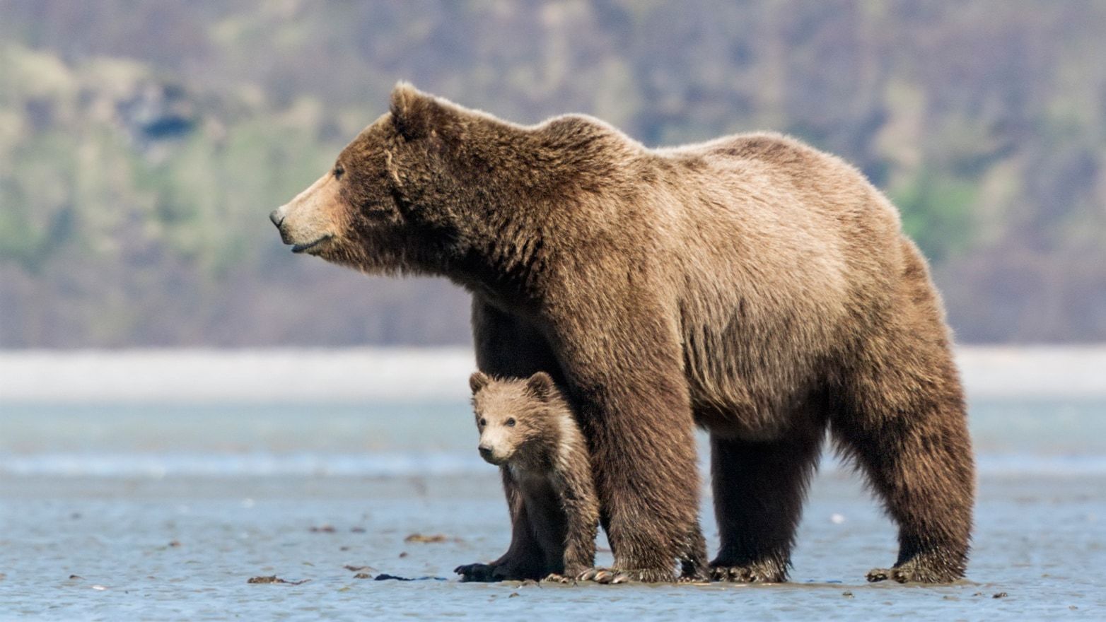 Mama bear protects her cubs