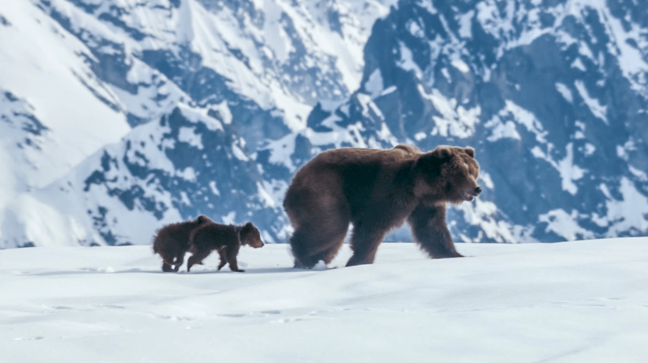 Disney's Bears movie mom and cubs in winter in Alaska