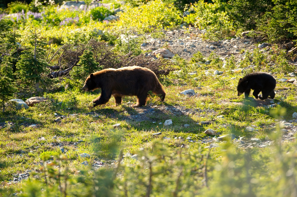 Black bear and cub in Whistler