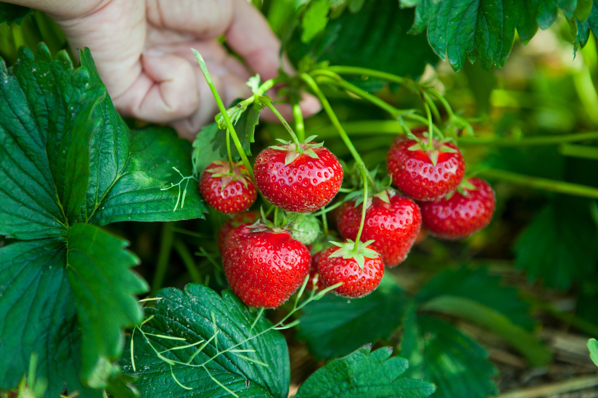 Take your kids strawberry picking in Carlsbad, CA