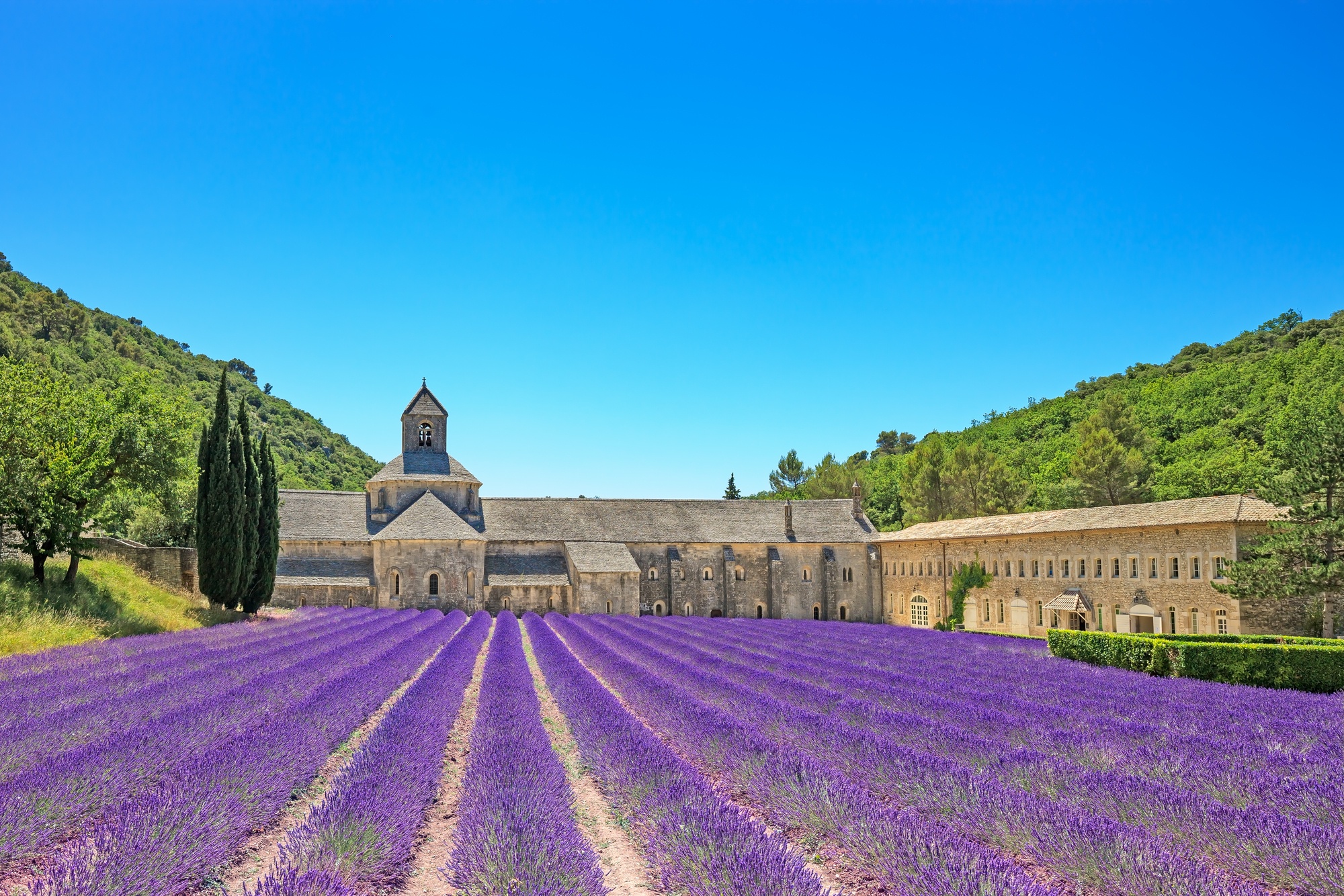 Abbey of Senanque and blooming rows lavender flowers in Provence, France